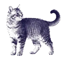 Cat illustration for Noumi features